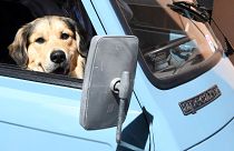 كلب داخل سيارة