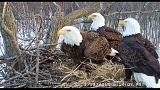 The trio of eagles are seen at their nest  on the Mississippi River