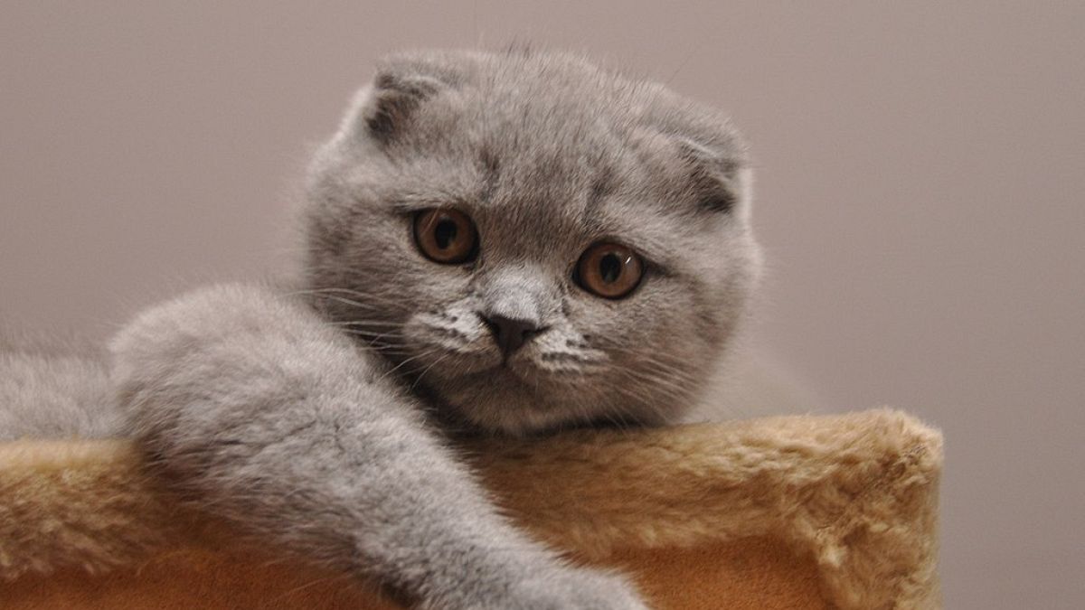Brüksel genetik mutasyona maruz kalan kedi cinslerini yasaklayacak