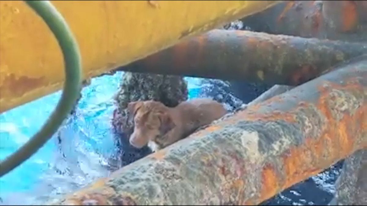 عوض اخراج النفط...عمال منصة بحرية يخرجون كلبا في خليج تايلاند