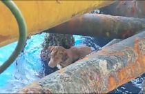 عوض اخراج النفط...عمال منصة بحرية يخرجون كلبا في خليج تايلاند