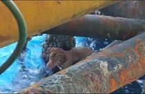 Video | Kıyıdan 220 kilometre açıktaki petrol platformuna yüzen köpek kurtarıldı