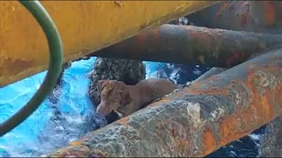 Video | Kıyıdan 220 kilometre açıktaki petrol platformuna yüzen köpek kurtarıldı