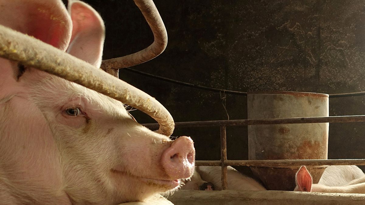 Animalistas ocupan un matadero y 'liberan' a siete cerdos