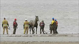 Teams of rescuers free horse from mud in United Kingdom