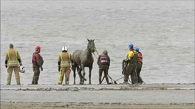 ویدئو؛ نجات اسب گرفتار در گل و لای ساحل برنهام بریتانیا