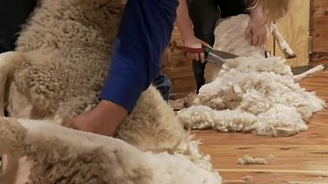 تزايد أعداد العاملات الاستراليات بتصنيع الصوف