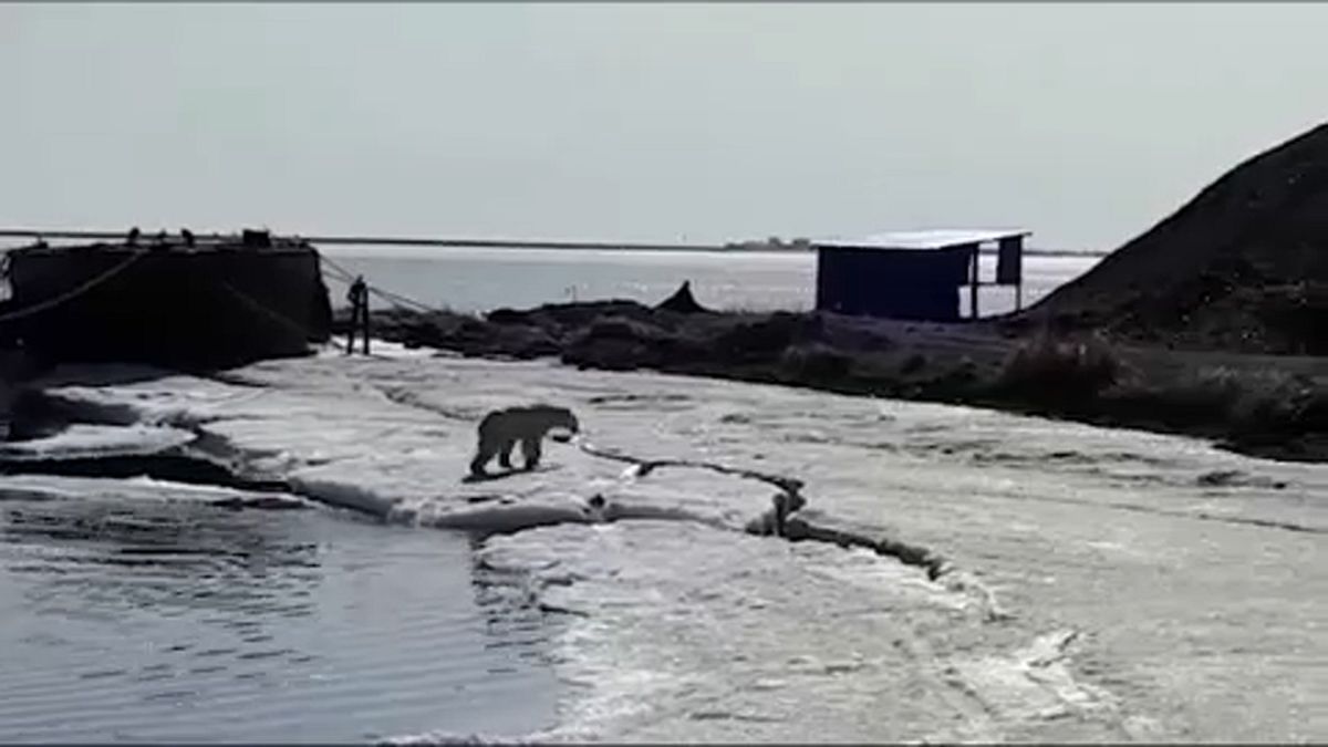 На Камчатку заплыл белый медведь