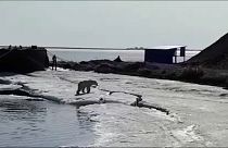 Éhes jegesmedvét mentett meg egy orosz falu