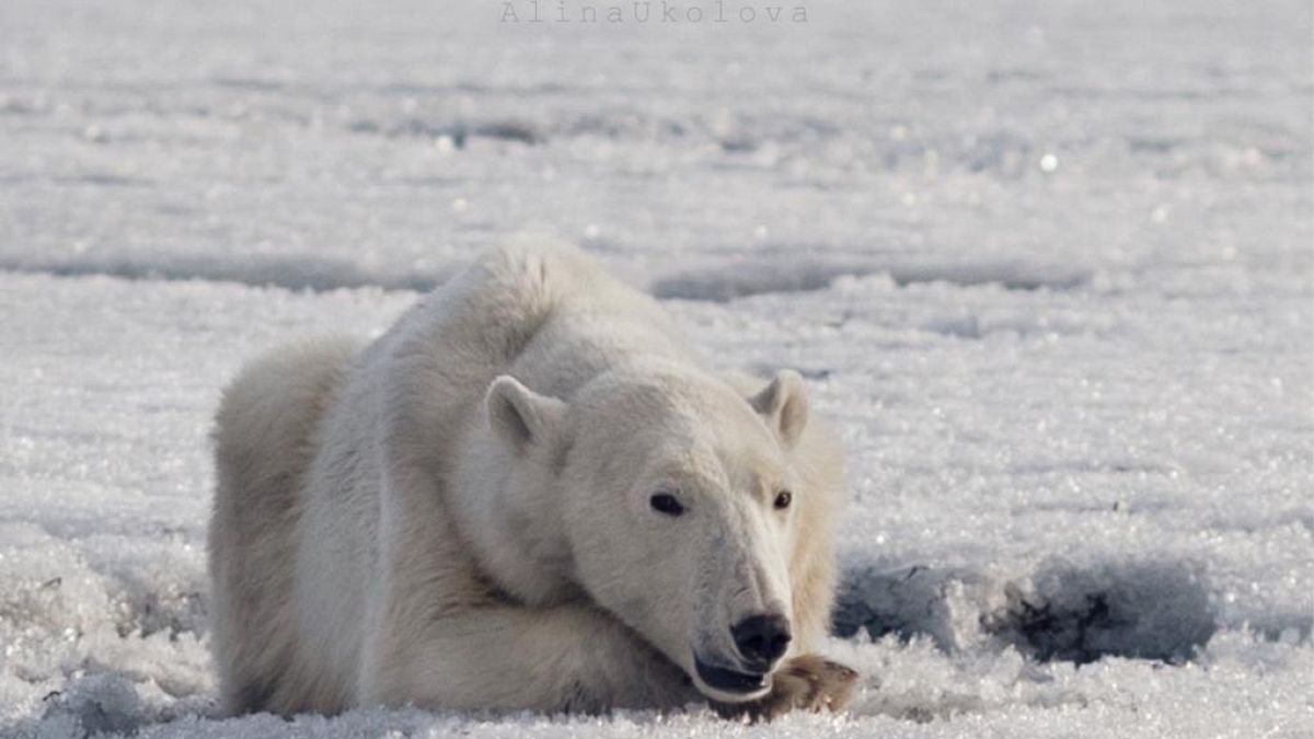 Polar bear found around 700km from home as climate change blamed for habitat loss | #TheCube