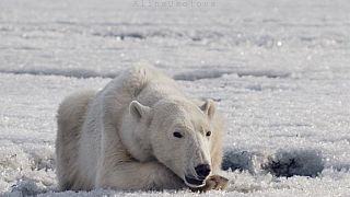 Polar bear found around 700km from home as climate change blamed for habitat loss | #TheCube