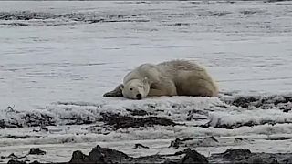 Eisbäralarm in Sibirien