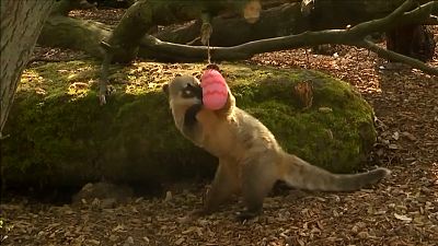 Eggs-tra special: Animals at London Zoo given Easter treats