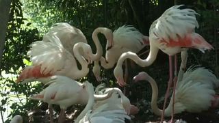Rome Zoo welcomes four new baby flamingos