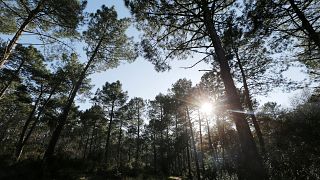 Az elmúlt 100 évben több fát ültettek a svédek, mint amennyi kivágtak