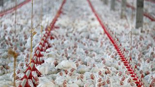 شاهد: معاناة دجاج "كنتاكي" في مزارع فرنسا تغضب المدافعين عن الحيوانات