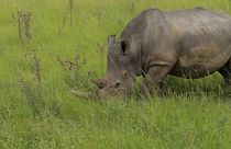 حيوان وحيد القرن في حديقة محمية في جنوب إفريقيا