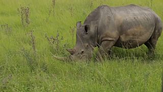 حيوان وحيد القرن في حديقة محمية في جنوب إفريقيا