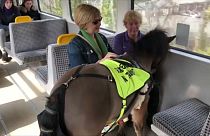 Rehber poni görev başında! Özel eğitimli atlar görme engellilere yol gösteriyor