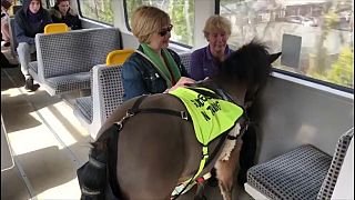Un poney pour guider les malvoyants bientôt dans le métro londonien?