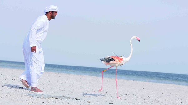 فلامنغو فلامنغو