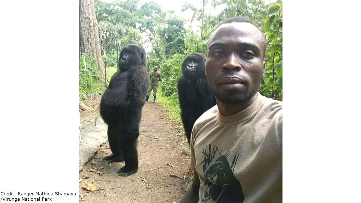 Dos gorilas huérfanas posan para un selfie con los guardabosques del Parque nacional Virunga