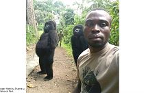 Dos gorilas huérfanas posan para un selfie con los guardabosques del Parque nacional Virunga