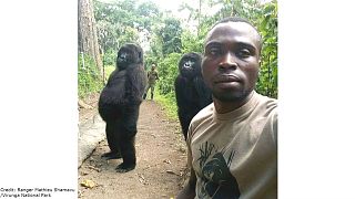 Orphaned gorillas pose for casual selfie with park rangers in DR Congo 