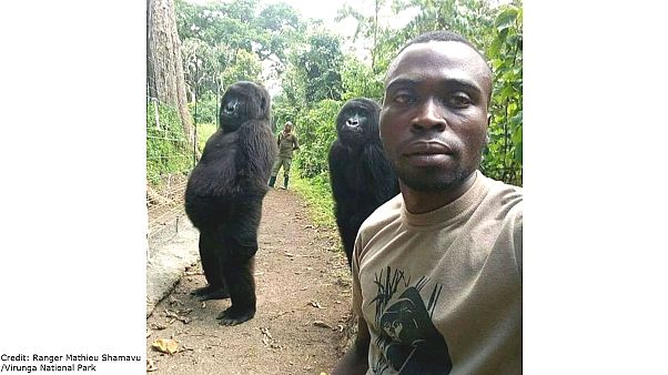 Dos gorilas huérfanas posan para un selfie con los guardabosques del Parque nacional Virunga Dos gorilas huérfanas posan para un selfie con los guardabosques del Parque nacional Virunga