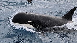 Katil balinalar büyük beyaz köpekbalıklarının korkulu rüyası