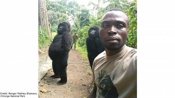 Goriller iki ayak üzerinde durarak bakıcılarıyla selfie çektirdi Goriller iki ayak üzerinde durarak bakıcılarıyla selfie çektirdi