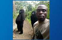 سلفی محیط‌ بانان با گوریل‌ها؛ روایتی از یک عکس و پارک ملی کنگو