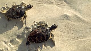 UAE ecotourists help save Hawksbill turtles