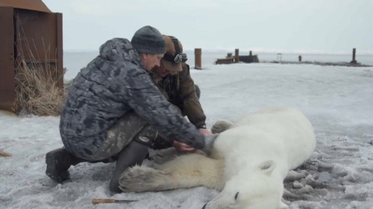 شاهد: السيطرة على دب قطبي  تقطعت به السبل في روسيا