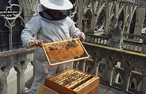 Megmenekültek a Notre-Dame méhei