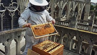 Παναγία των Παρισίων: Γλίτωσαν από τη φωτιά οι μέλισσες!