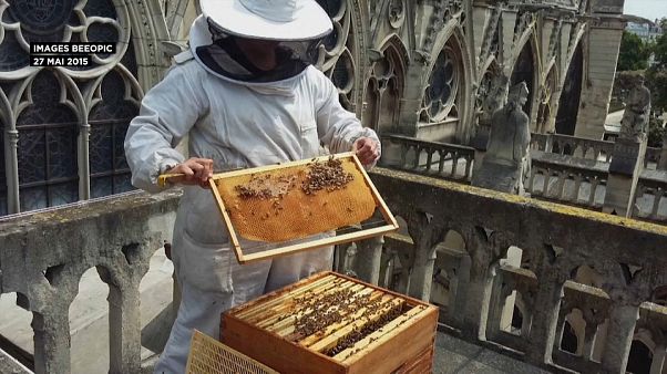 Abelhas de Notre Dame sobreviveram às chamas Abelhas de Notre Dame sobreviveram às chamas