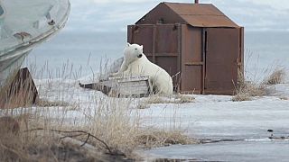 Polar bear arrives back after getting lost 700km from home in Russia
