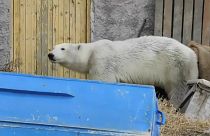 Urso polar resgatado e devolvido ao habitat natural na Rússia