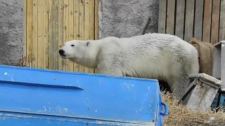 Urso polar resgatado e devolvido ao habitat natural na Rússia