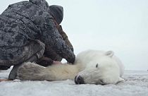  روسیه؛ عملیات بازگرداندن یک خرس قطبی به زیستگاهش