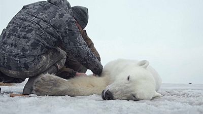 Evinden 700 kilometre uzakta bulunan kutup ayısı uyutularak yaşam alanına bırakıldı