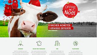 Fransa'da 'Çiftlik Bank' vakası: 50 kişi yatırım amacıyla hayali inek satın aldı