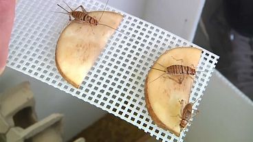 روبوت يعتمد على طريقة هرولة الصراصير سيتكفل بإجراء العمليات الجراحية في المستقبل