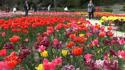 Színpompás tulipánszőnyeg a krími botanikus kertben