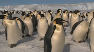 شاهد: اختفاء ثاني أكبر مستعمرة للبطاريق الملكية في القطب الجنوبي