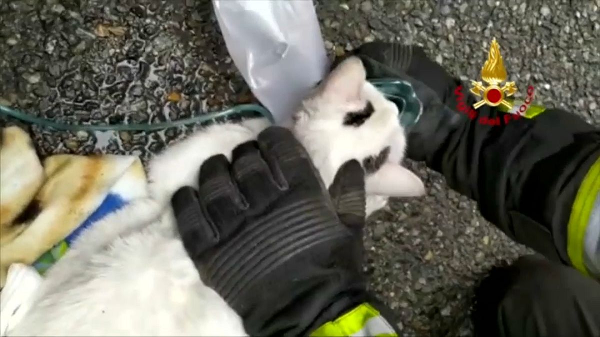 شاهد: وحدة إسعاف إيطالية تنقذ قطتين عبر استعمال أقنعة الأكسيجن