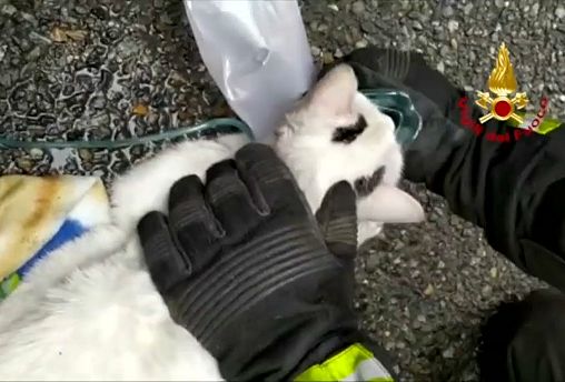 شاهد: وحدة إسعاف إيطالية تنقذ قطتين عبر استعمال أقنعة الأكسيجن