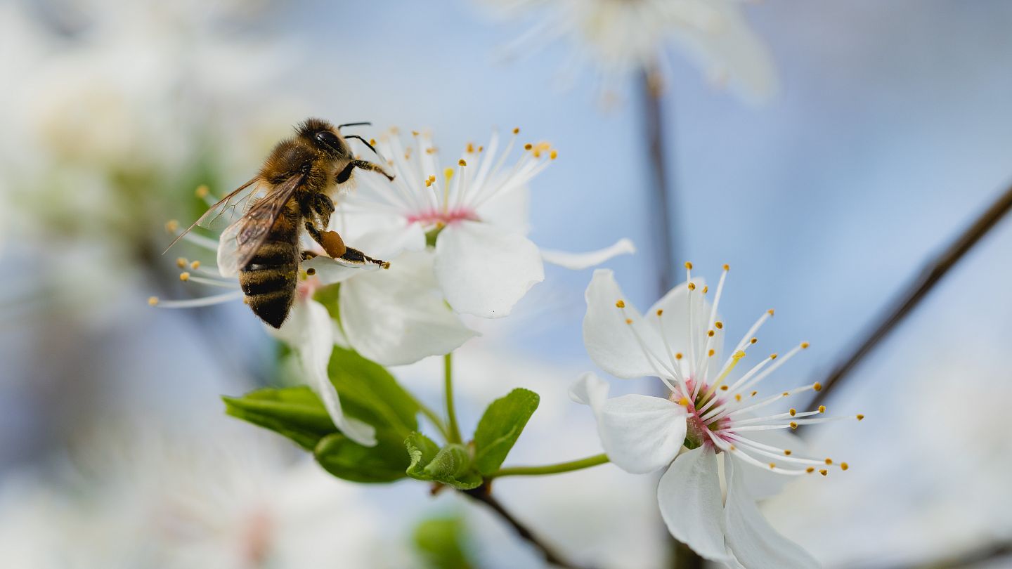 Onlyfans honey bee Lilhunnyybee/Honey bee