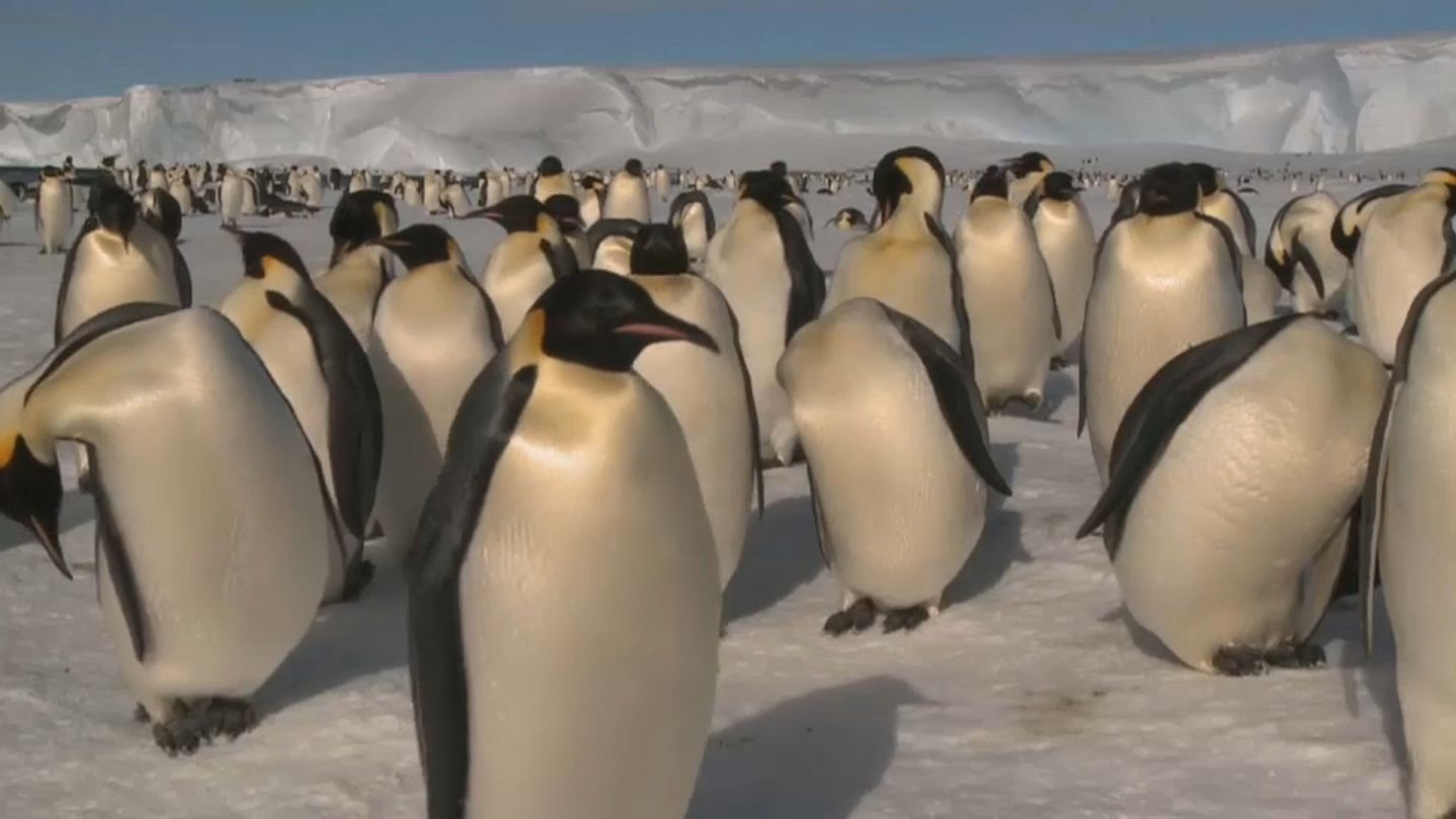 Antarktika Da Nesli Tehlike Altindaki Imparator Penguenler Euronews